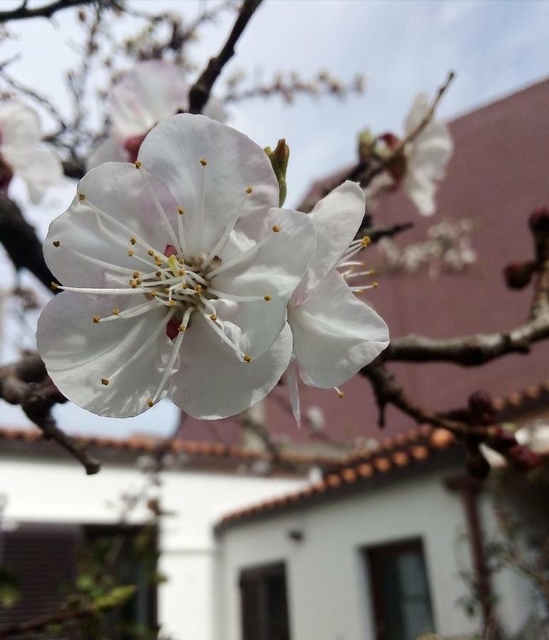 Nenna Daire Olbia Dış mekan fotoğraf